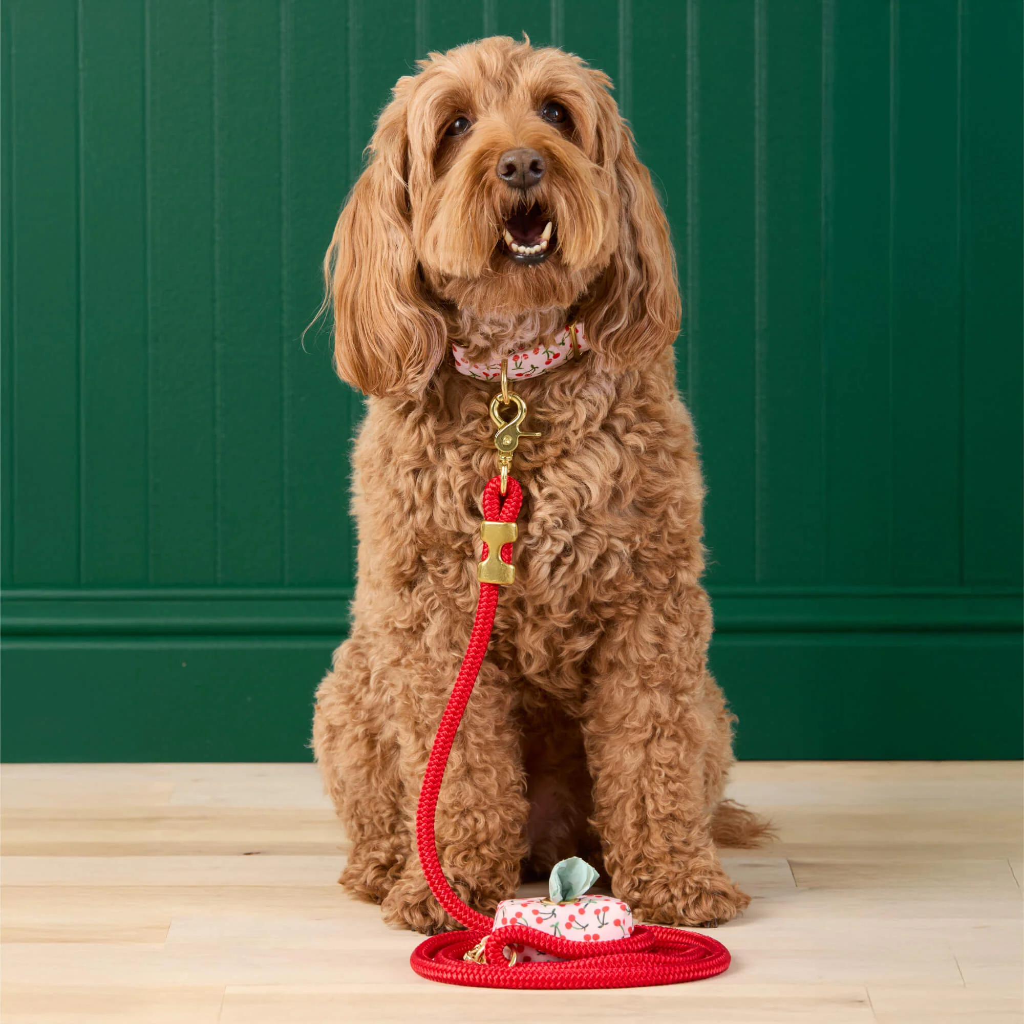 Cherry Jubilee Collar Walk Set - Image 4