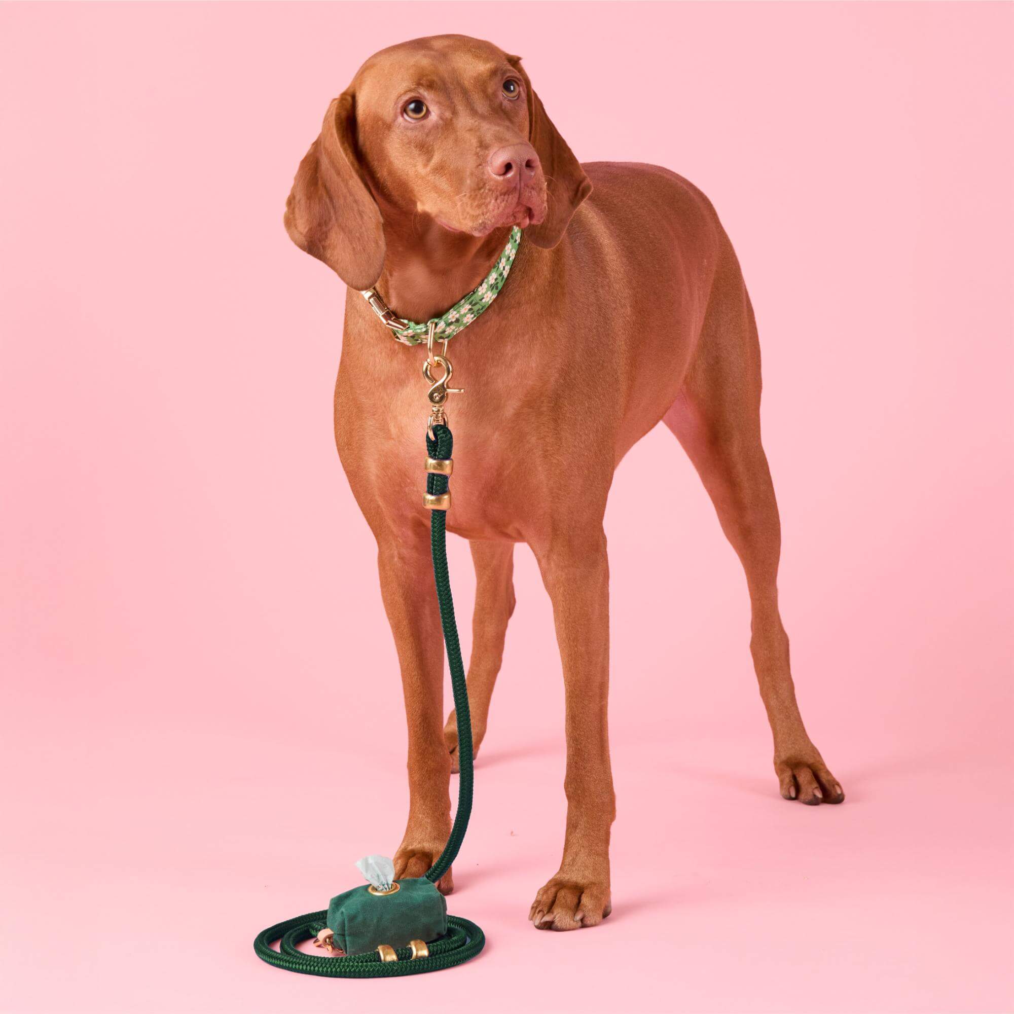 Dainty Daisies Collar Walk Set - Image 4