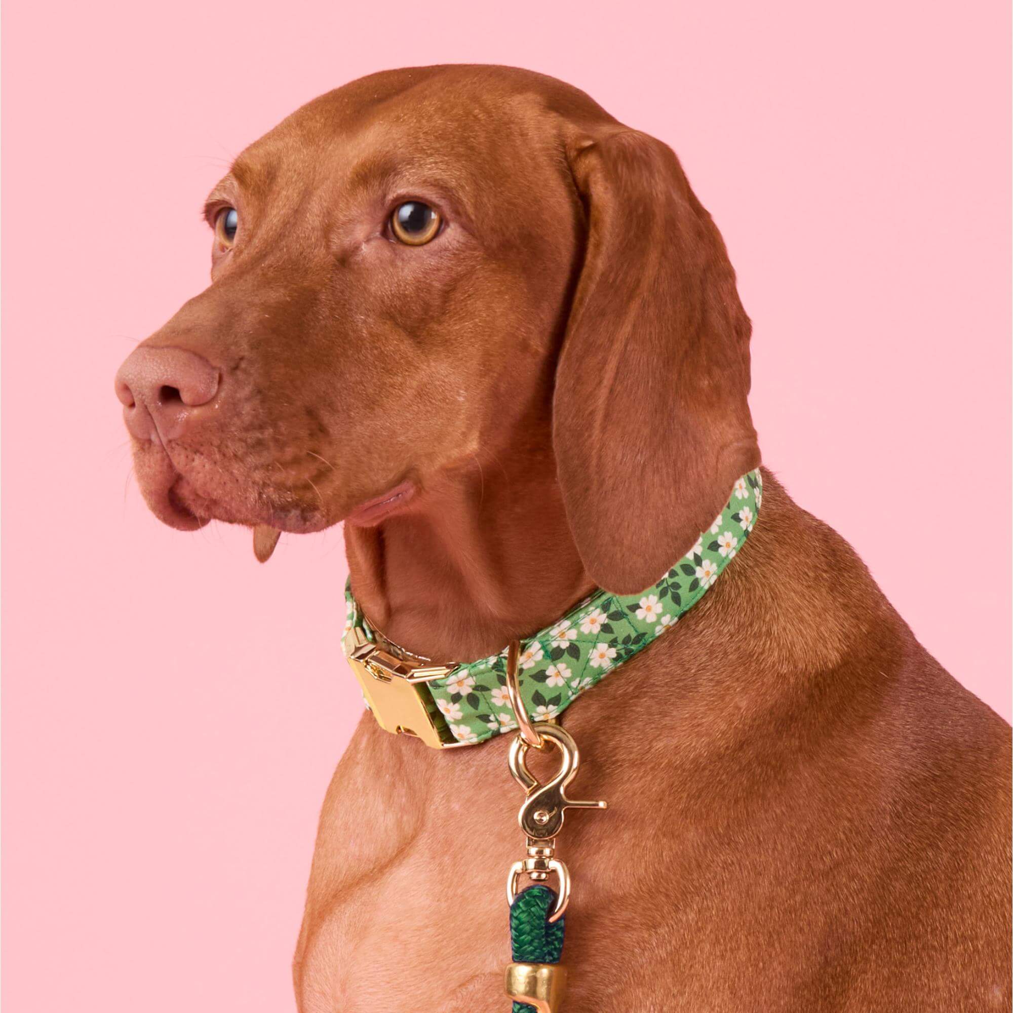 Dainty Daisies Collar Walk Set - Image 5