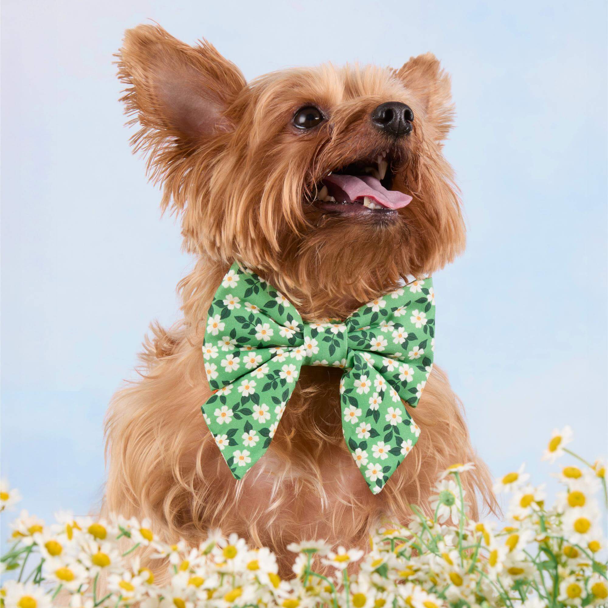 Dainty Daisies Lady Bow Collar - Image 4