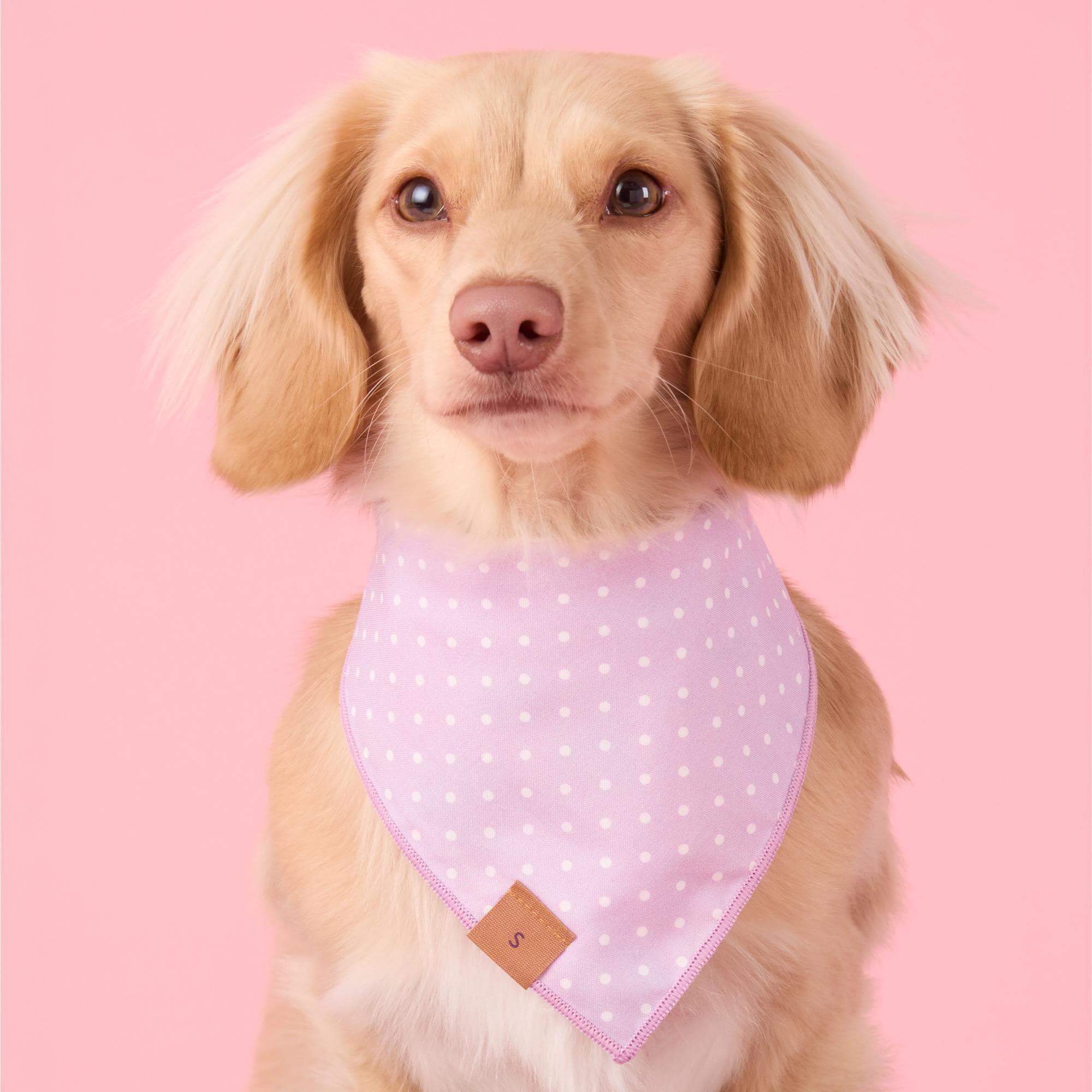 Easter Eggs Reversible Dog Bandana - Image 3