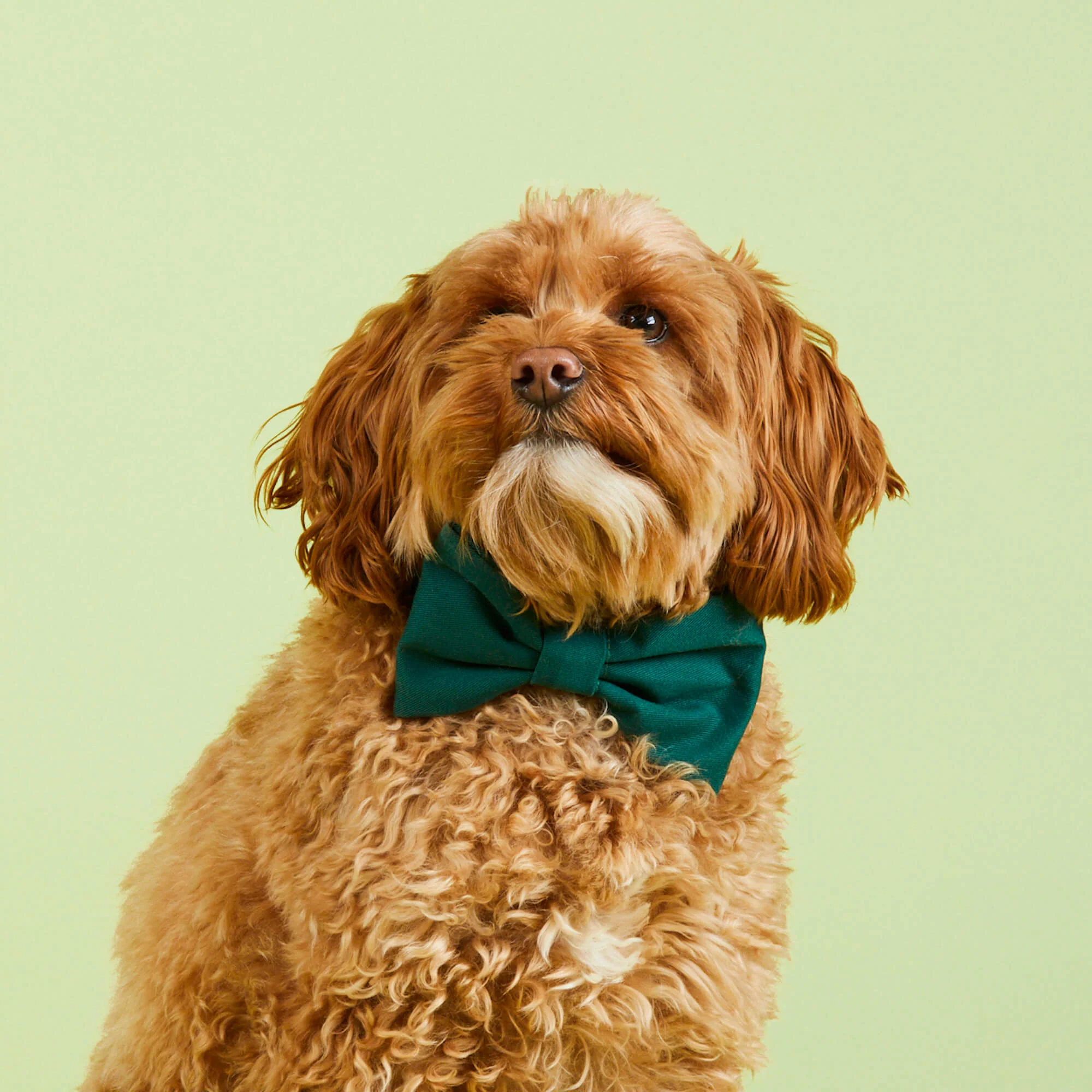Evergreen Dog Bow Tie - Image 3