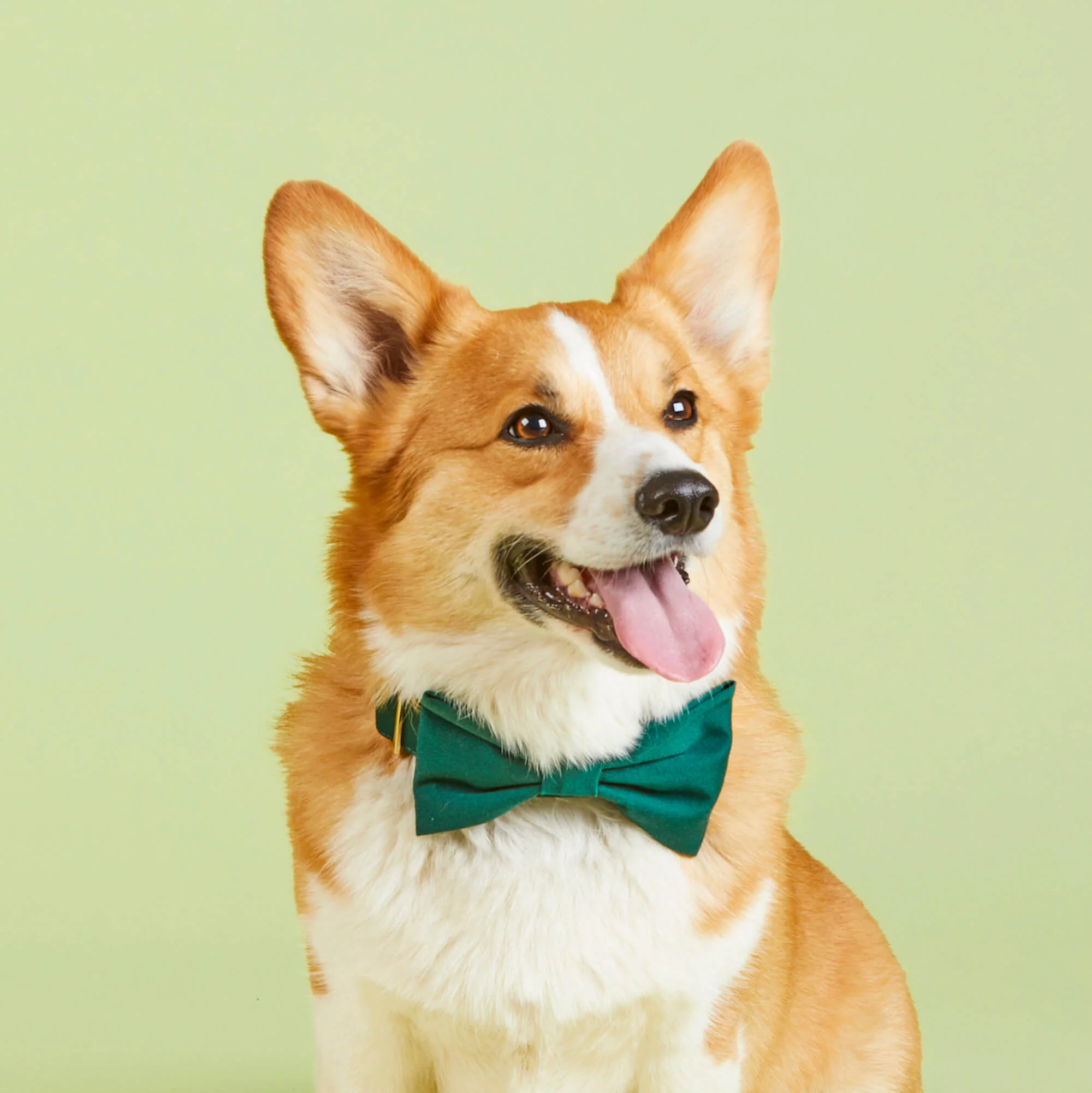 Evergreen Dog Bow Tie - Image 4