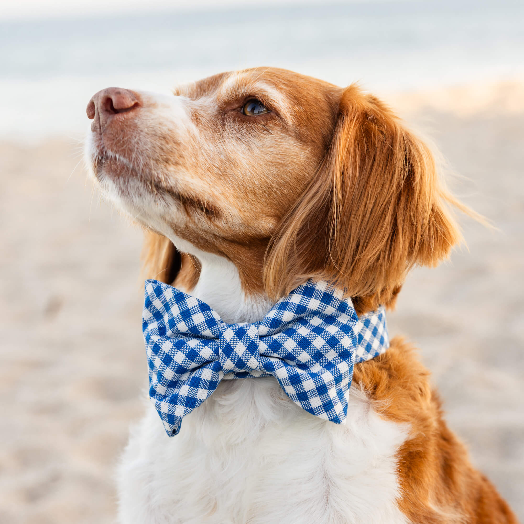 Lake Blue Gingham Bow Tie Collar - Image 4