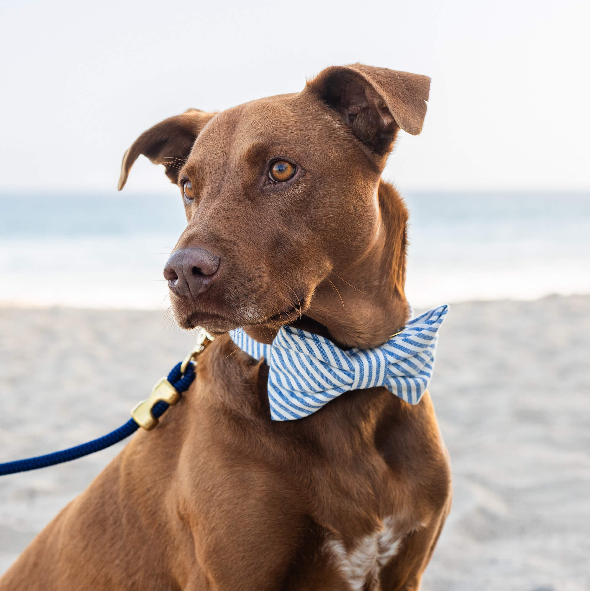 Lake Blue Stripe Bow Tie Collar - Image 4
