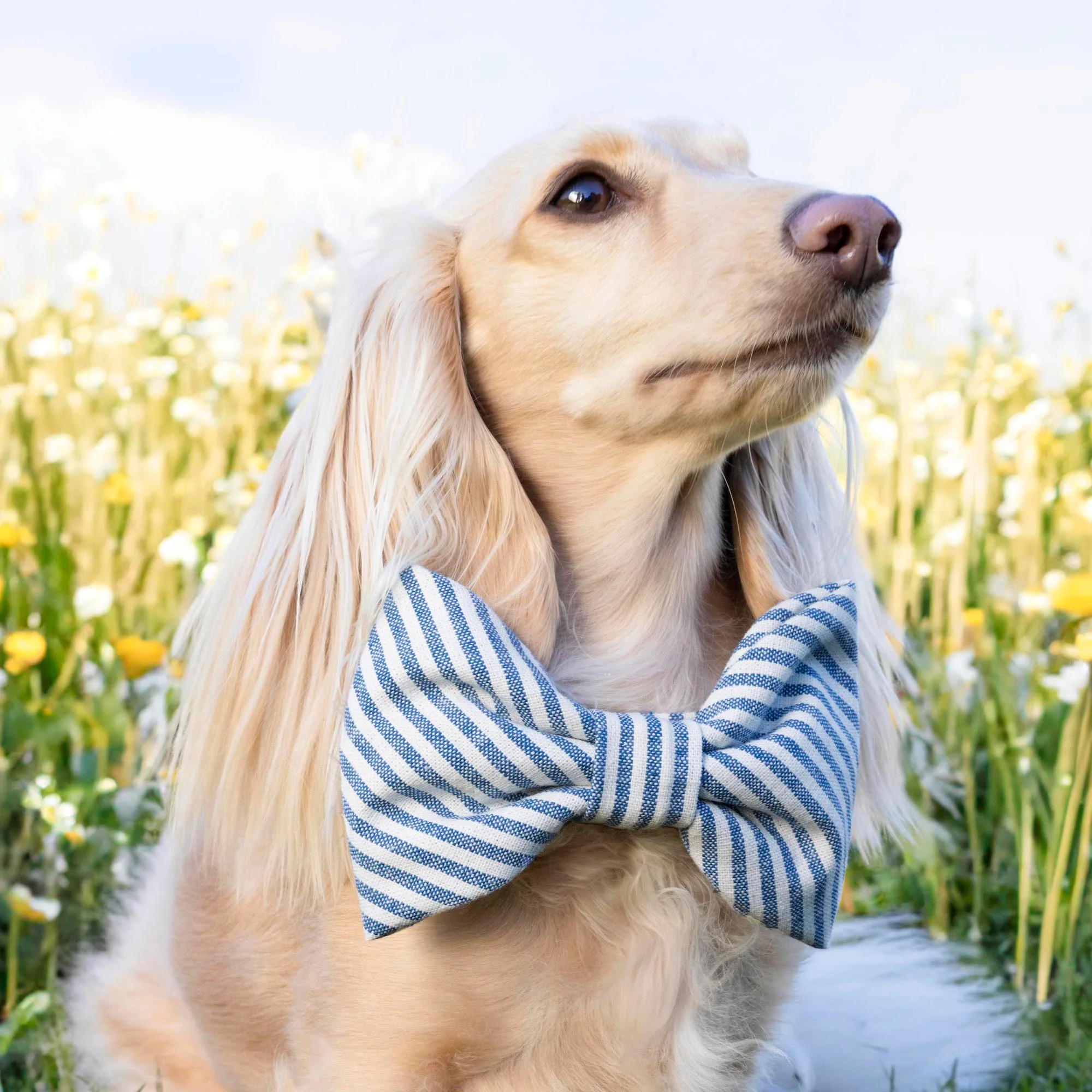 Lake Blue Stripe Bow Tie Collar - Image 5
