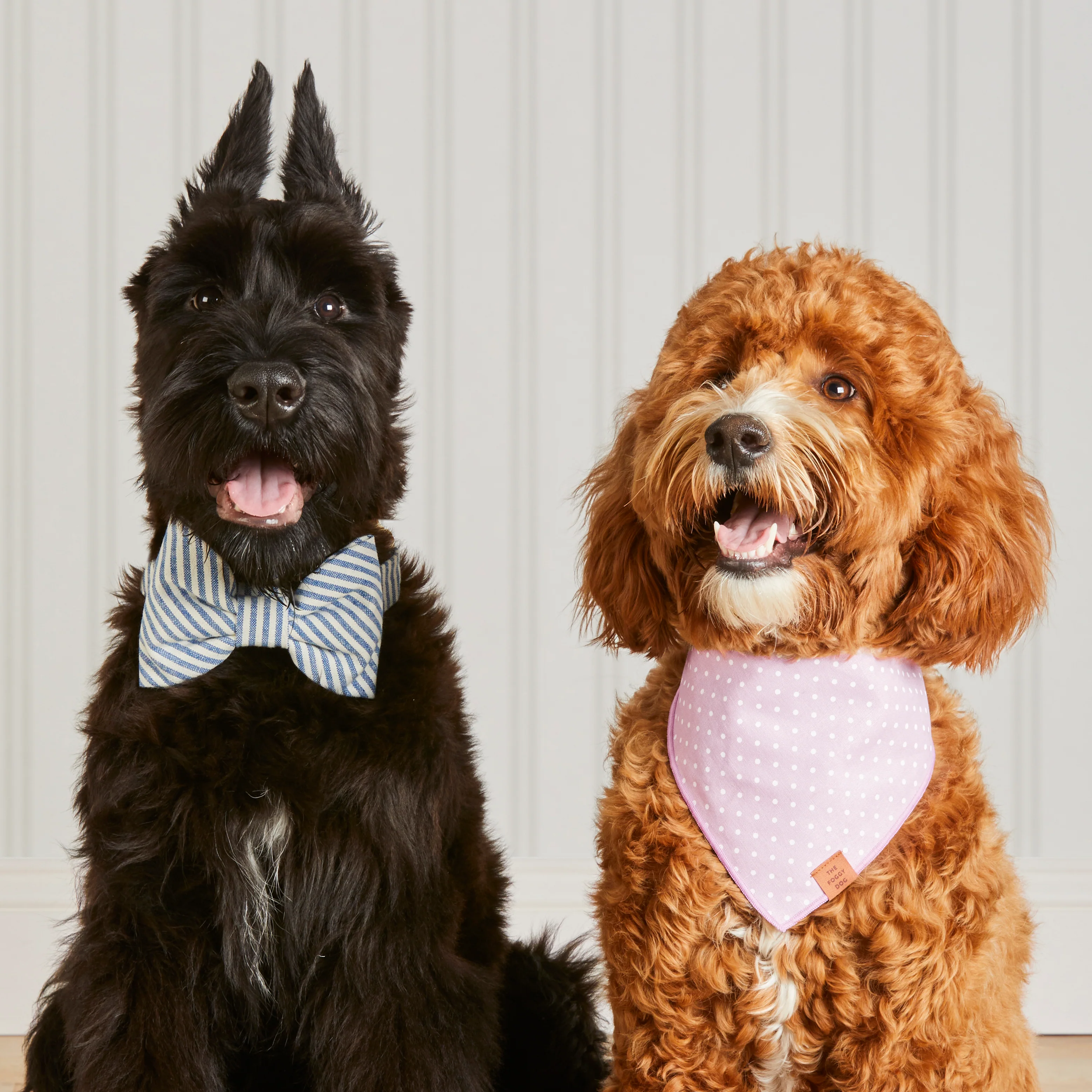 Lake Blue Stripe Bow Tie Collar - Image 6