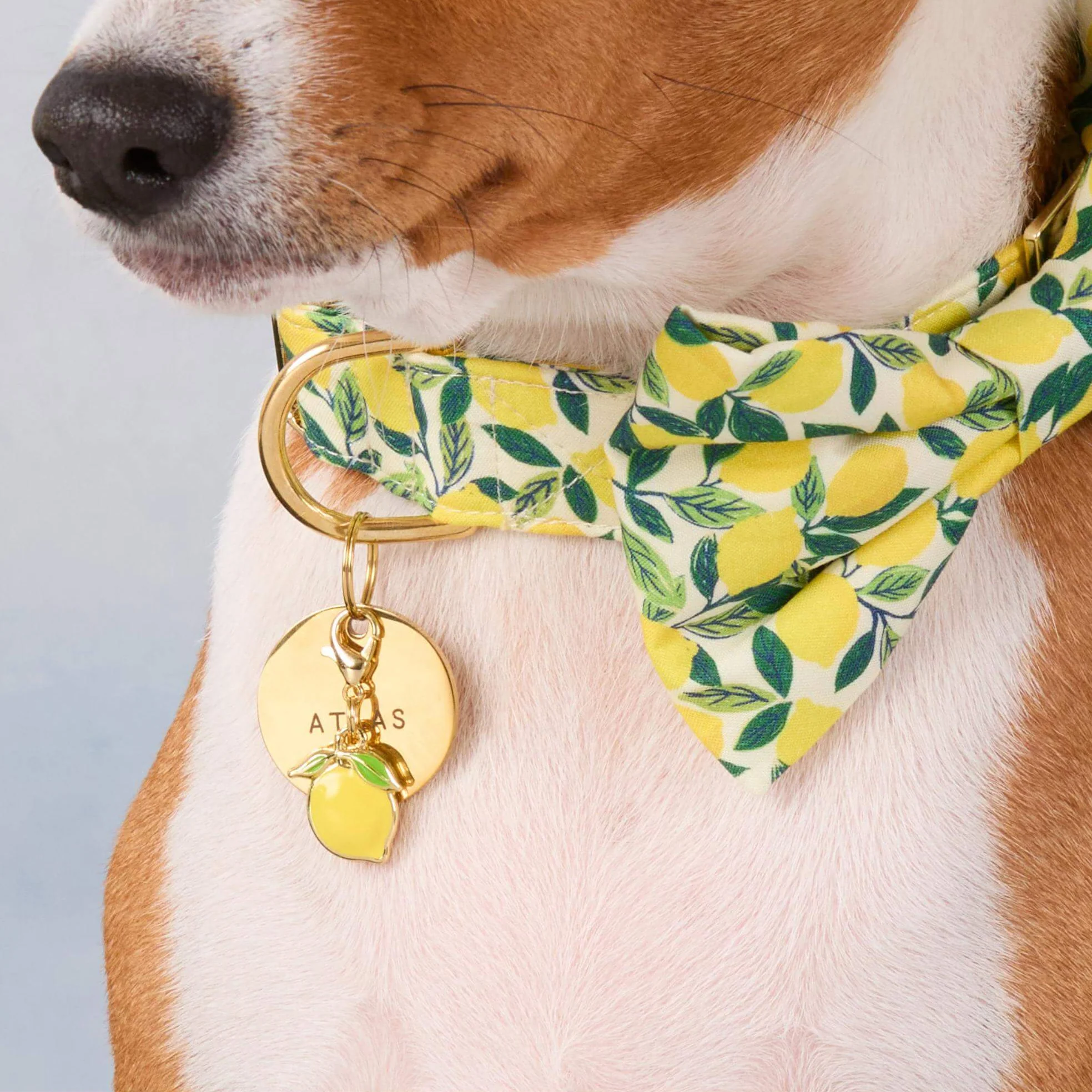 Lemon Zest Dog Bow Tie - Image 3