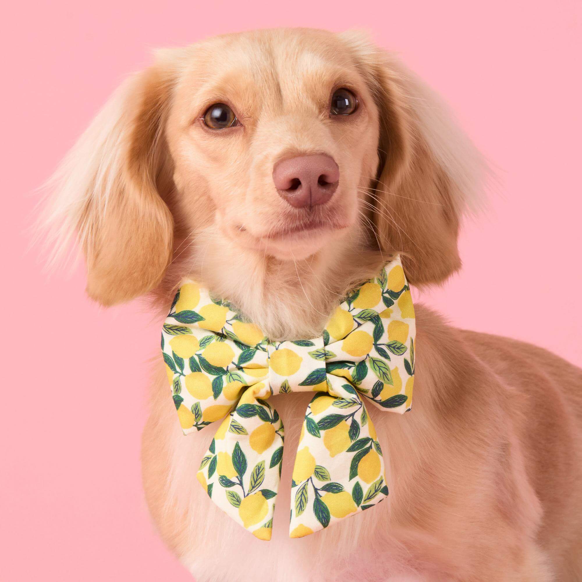 Lemon Zest Lady Dog Bow - Image 3