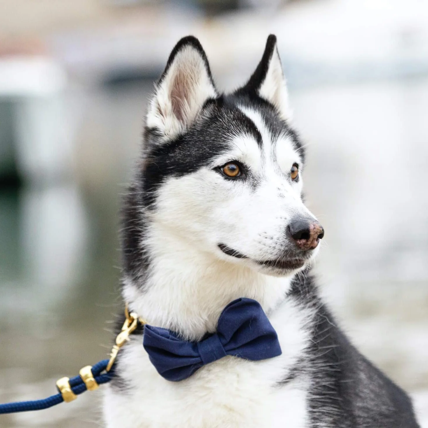 Ocean Bow Tie Collar - Image 7
