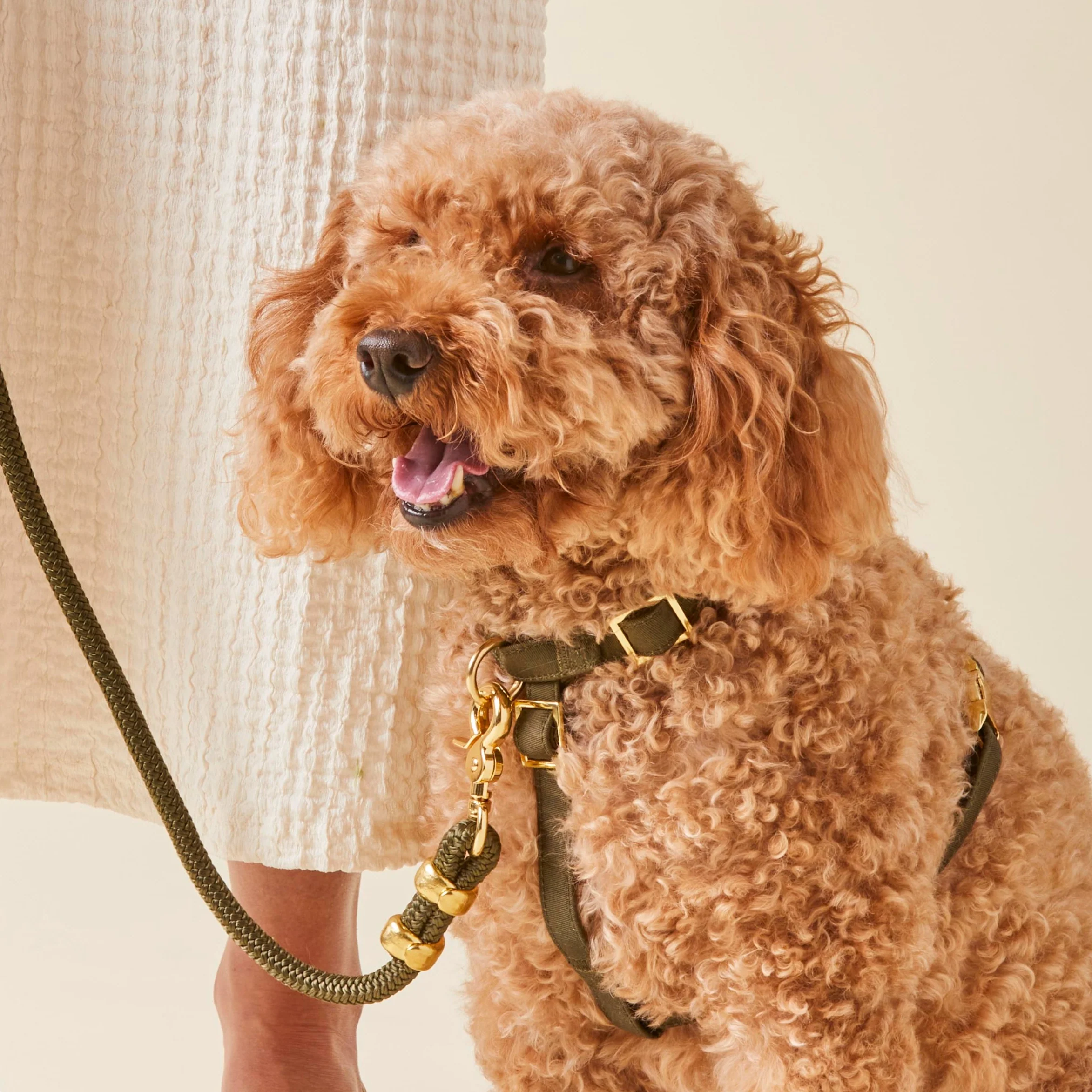 Olive Marine Rope Dog Leash - Image 4