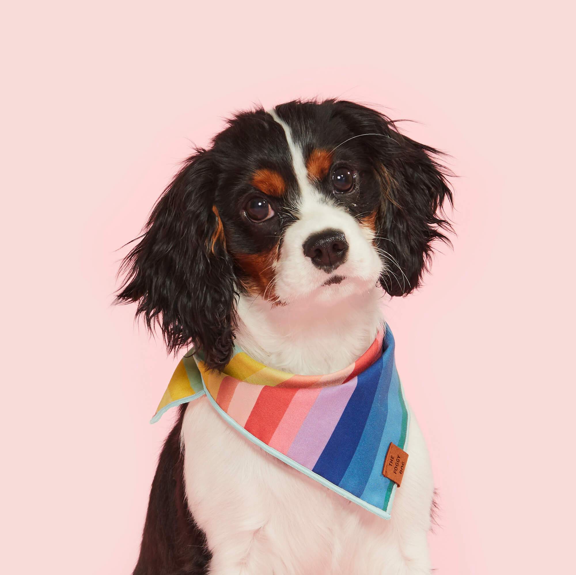 Over the Rainbow Dog Bandana - Image 3