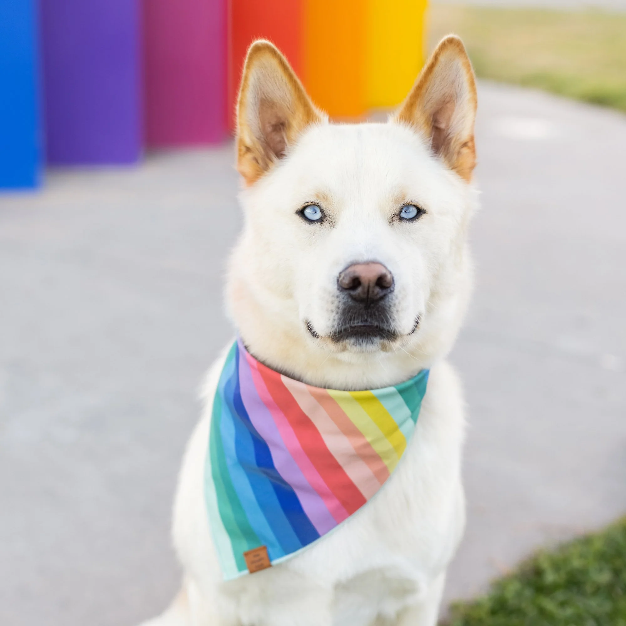 Over the Rainbow Dog Bandana - Image 4