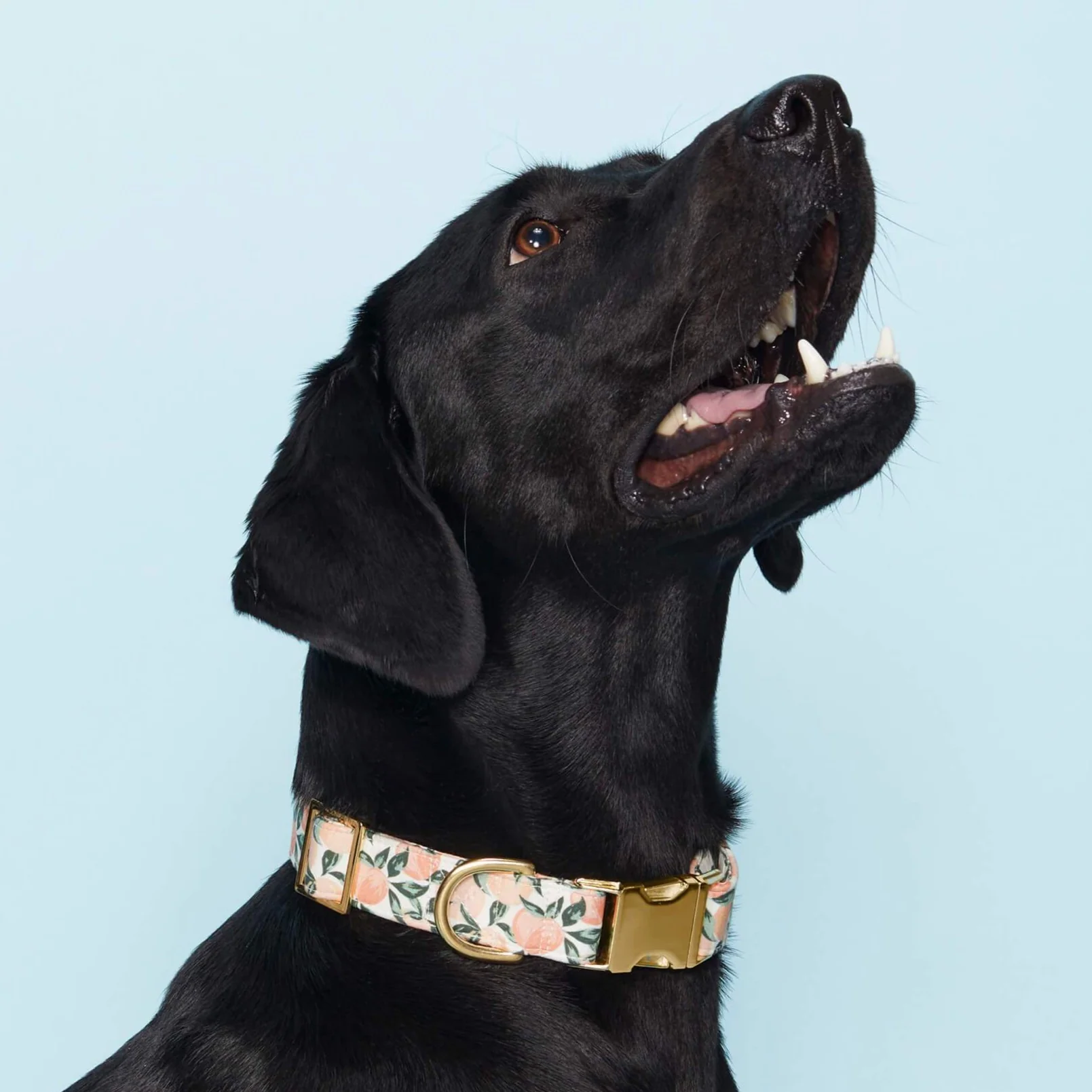 Peaches and Cream Dog Collar - Image 4