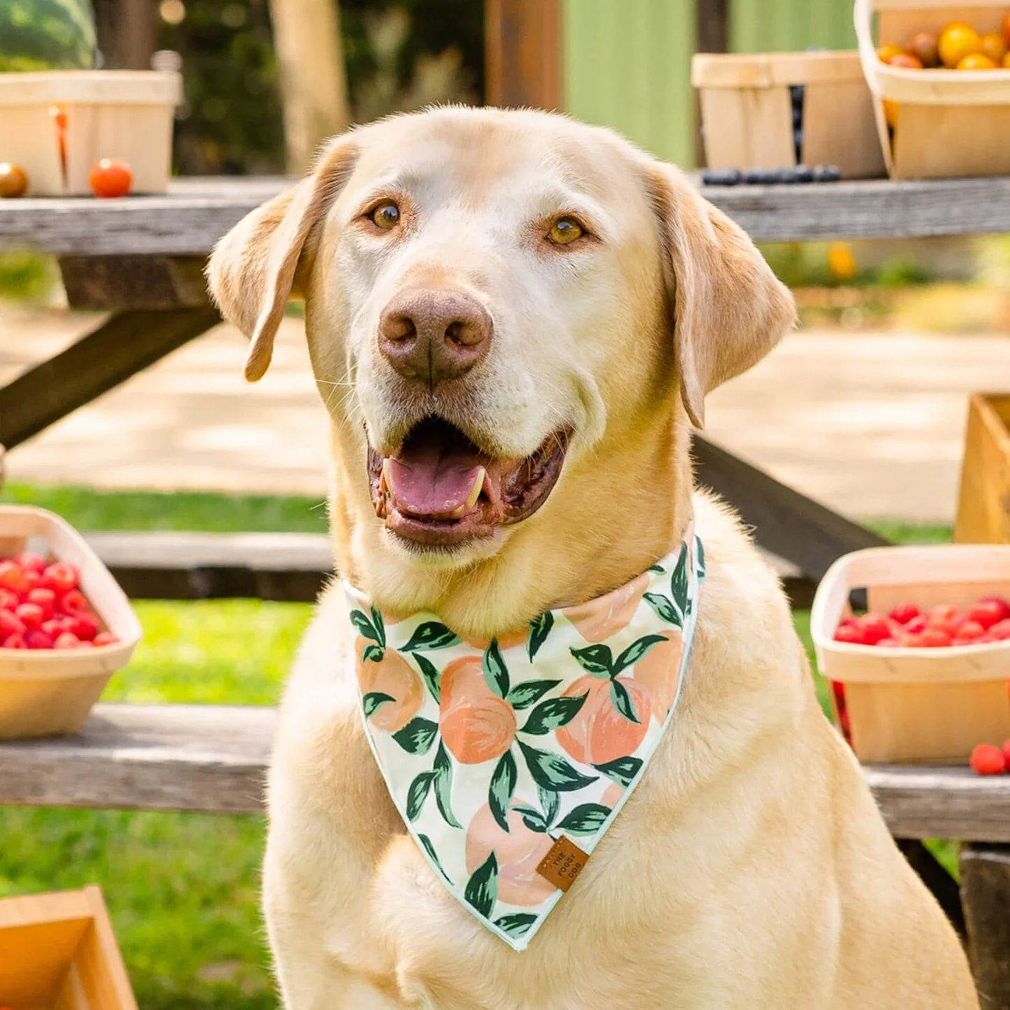 Peaches and Cream Dog Bandana - Image 3
