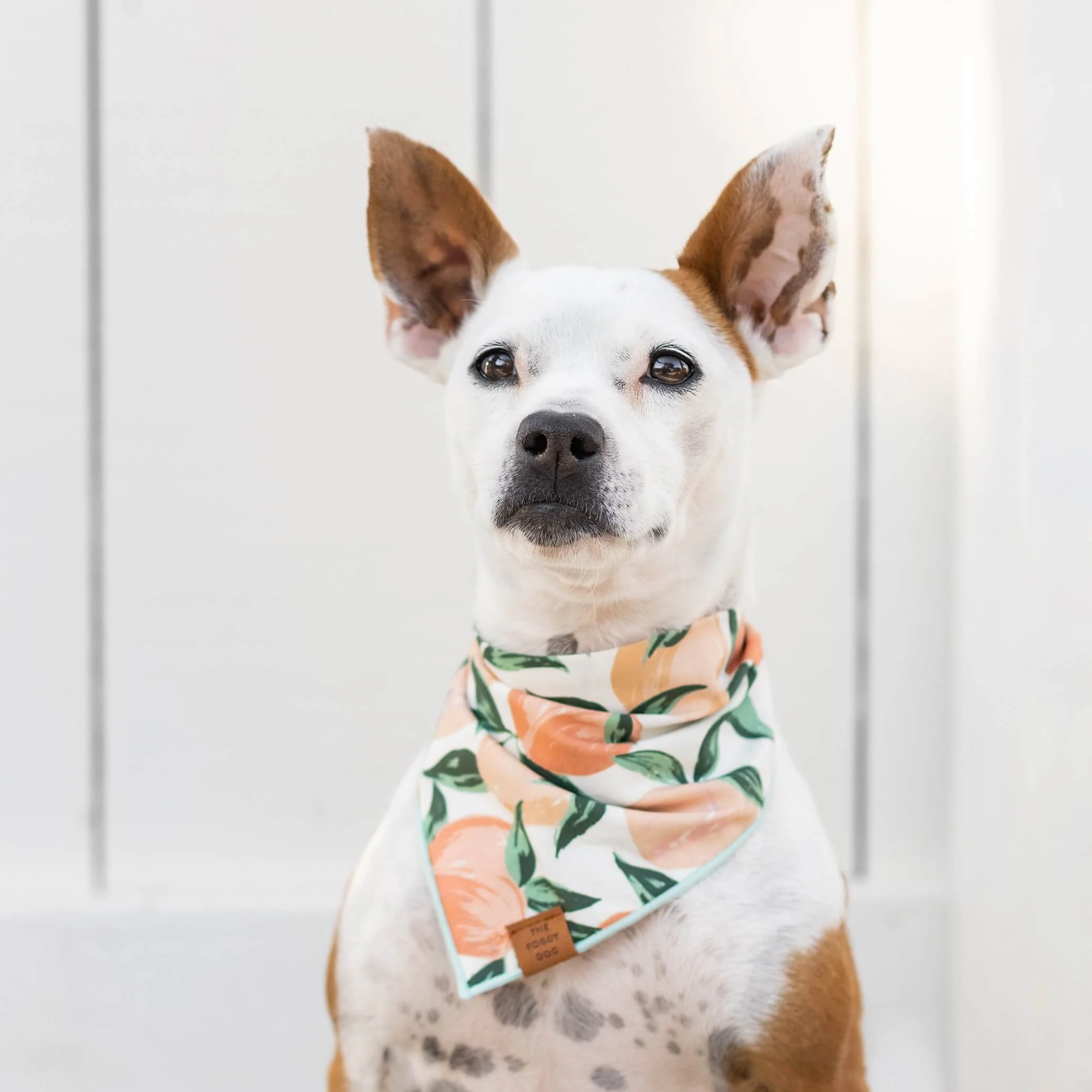 Peaches and Cream Dog Bandana - Image 4