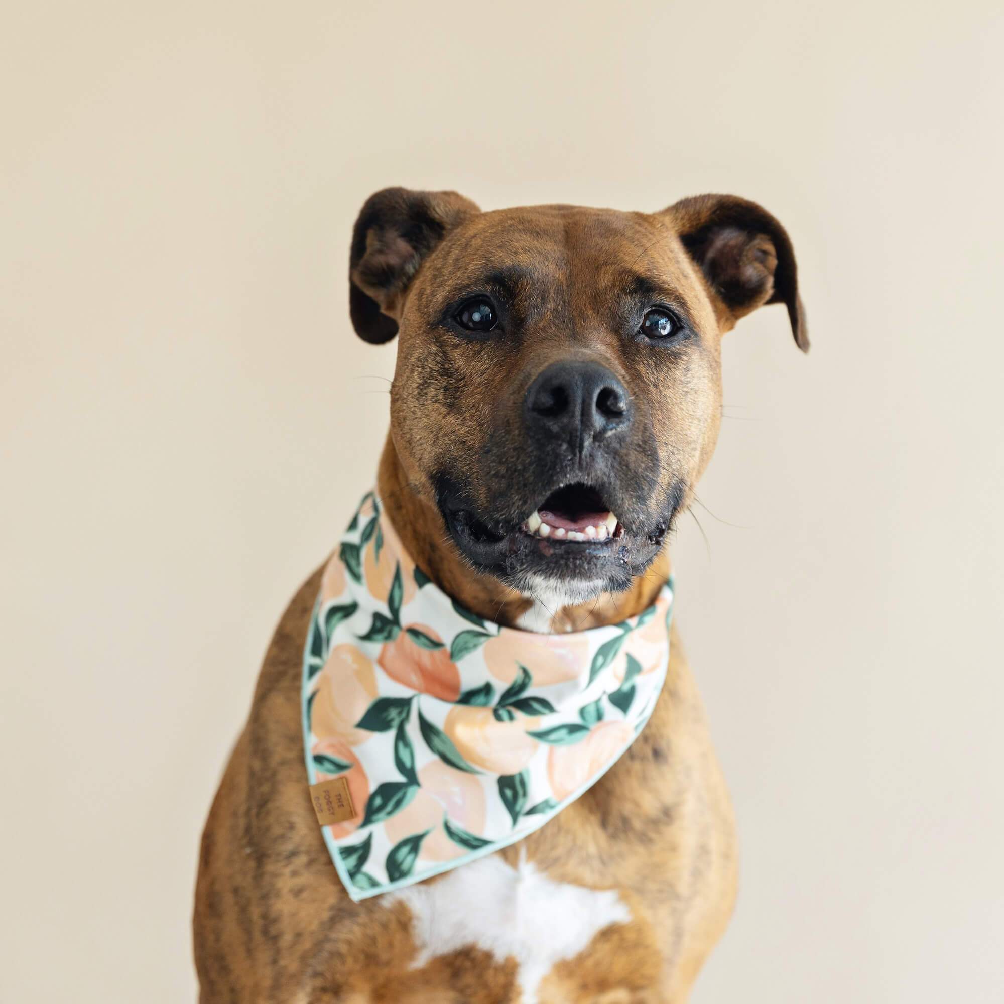 Peaches and Cream Dog Bandana - Image 5
