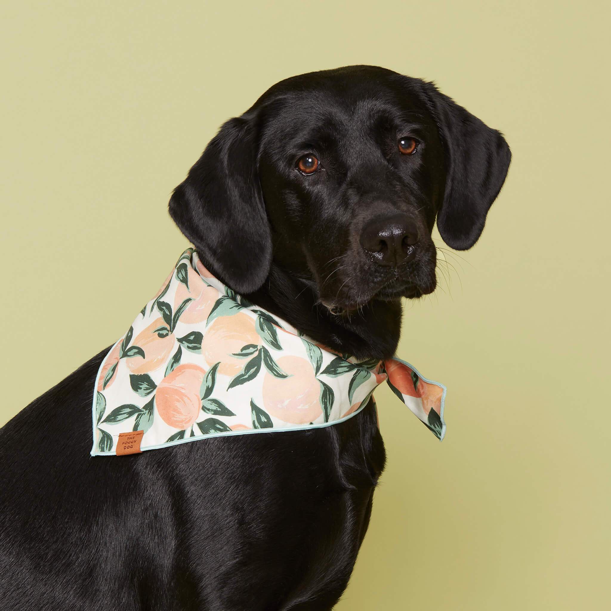 Peaches and Cream Dog Bandana - Image 6
