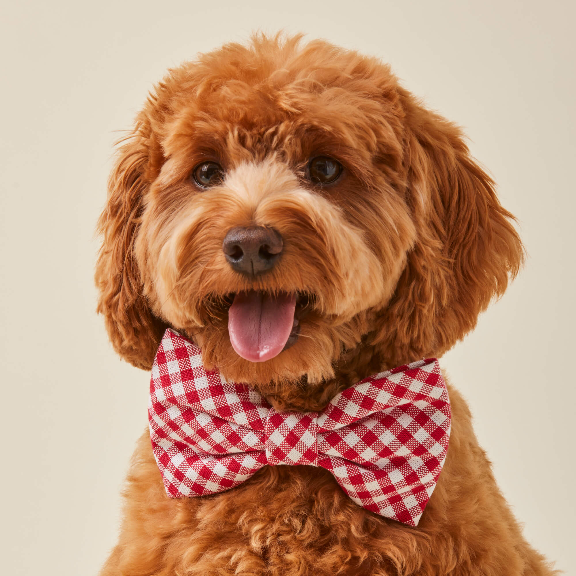 Red Gingham Bow Tie Collar - Image 4