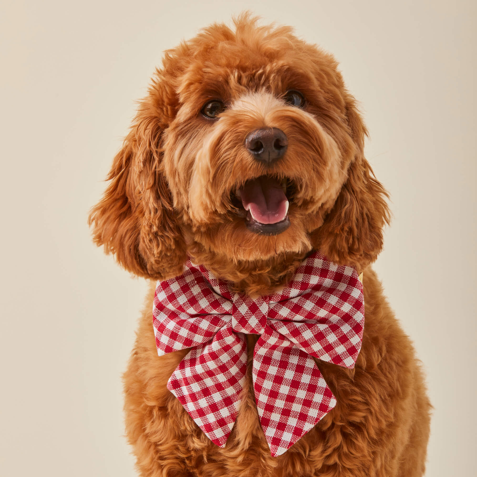 Red Gingham Lady Bow Collar - Image 4