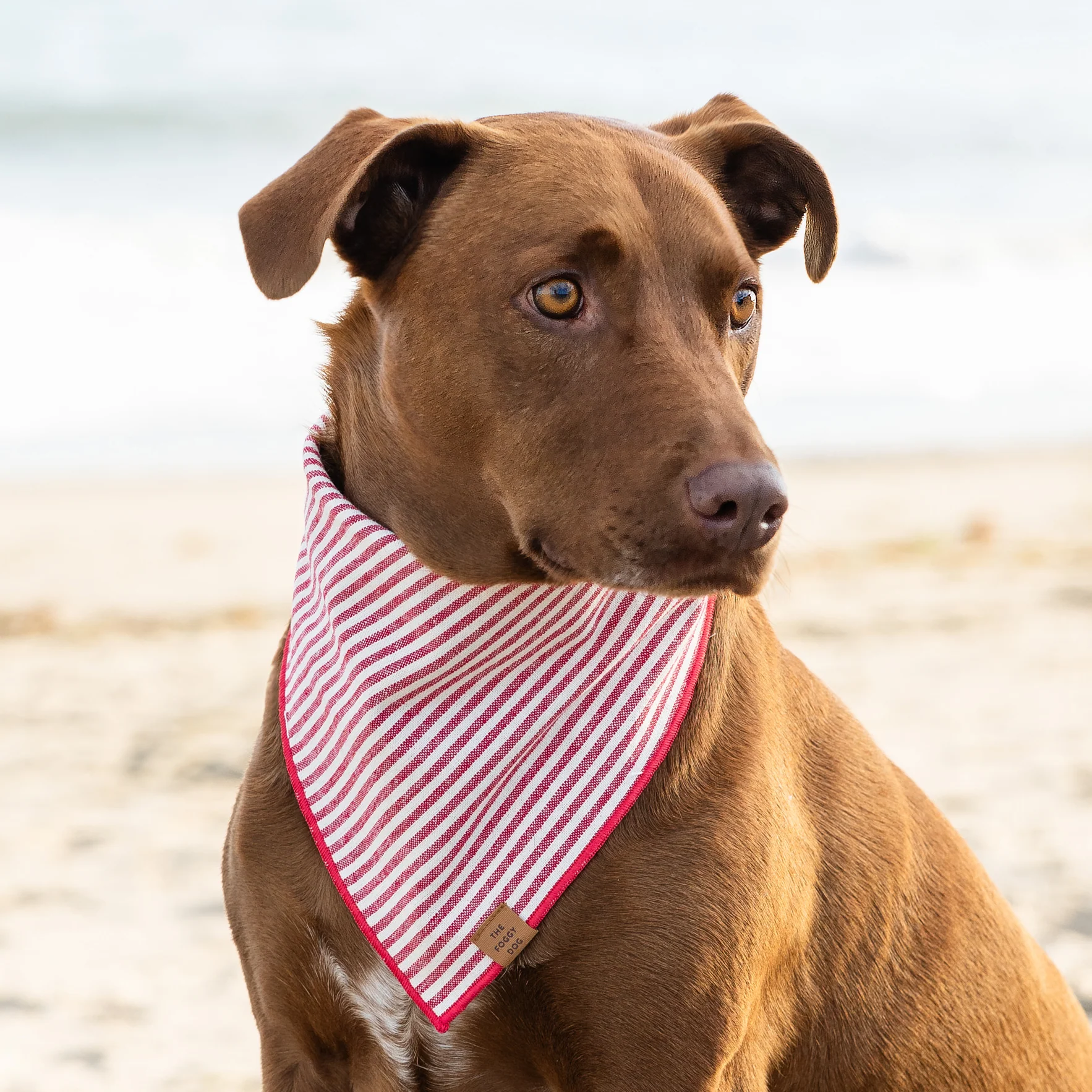 Red Stripe Dog Bandana - Image 7