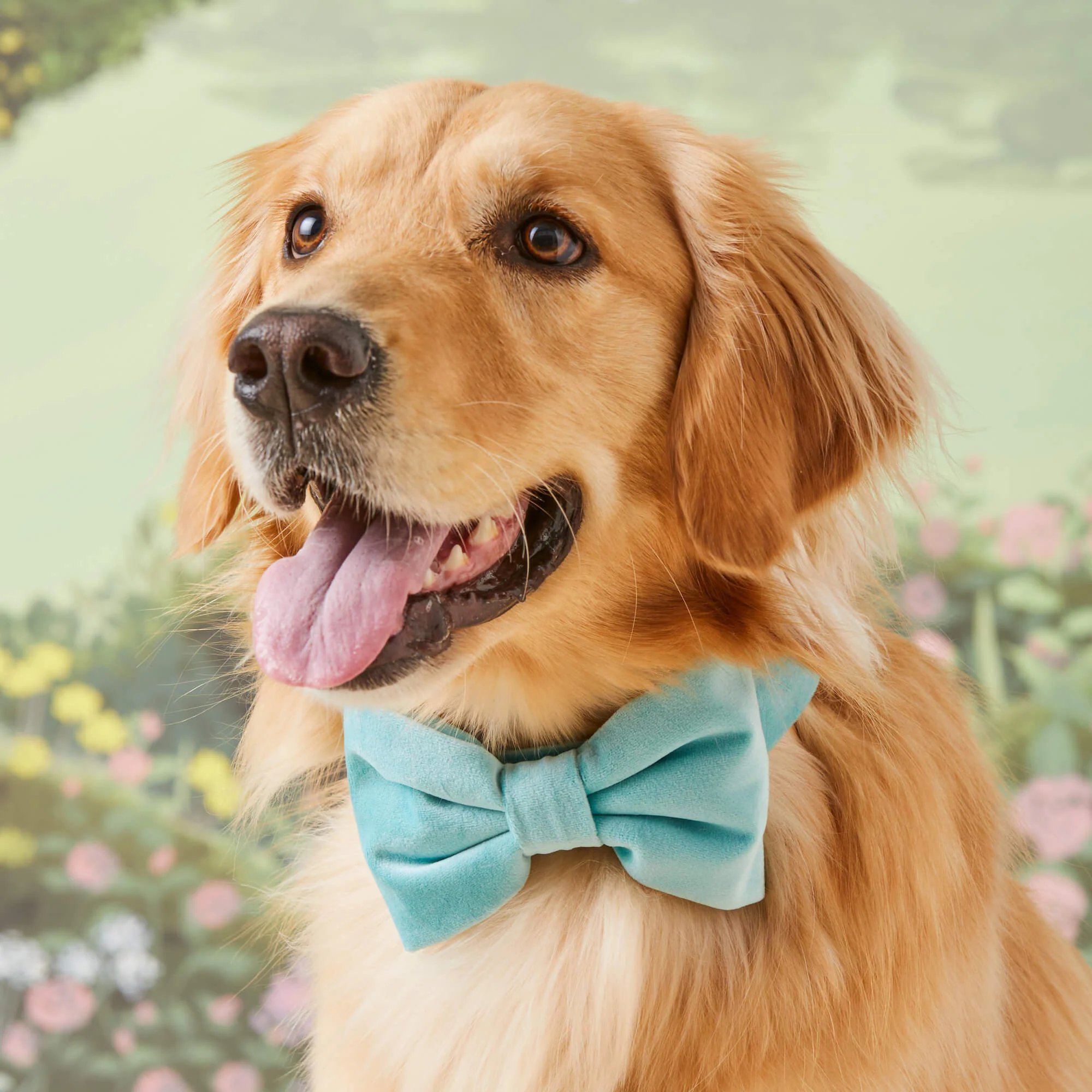 Robin’s Egg Velvet Dog Bow Tie - Image 3