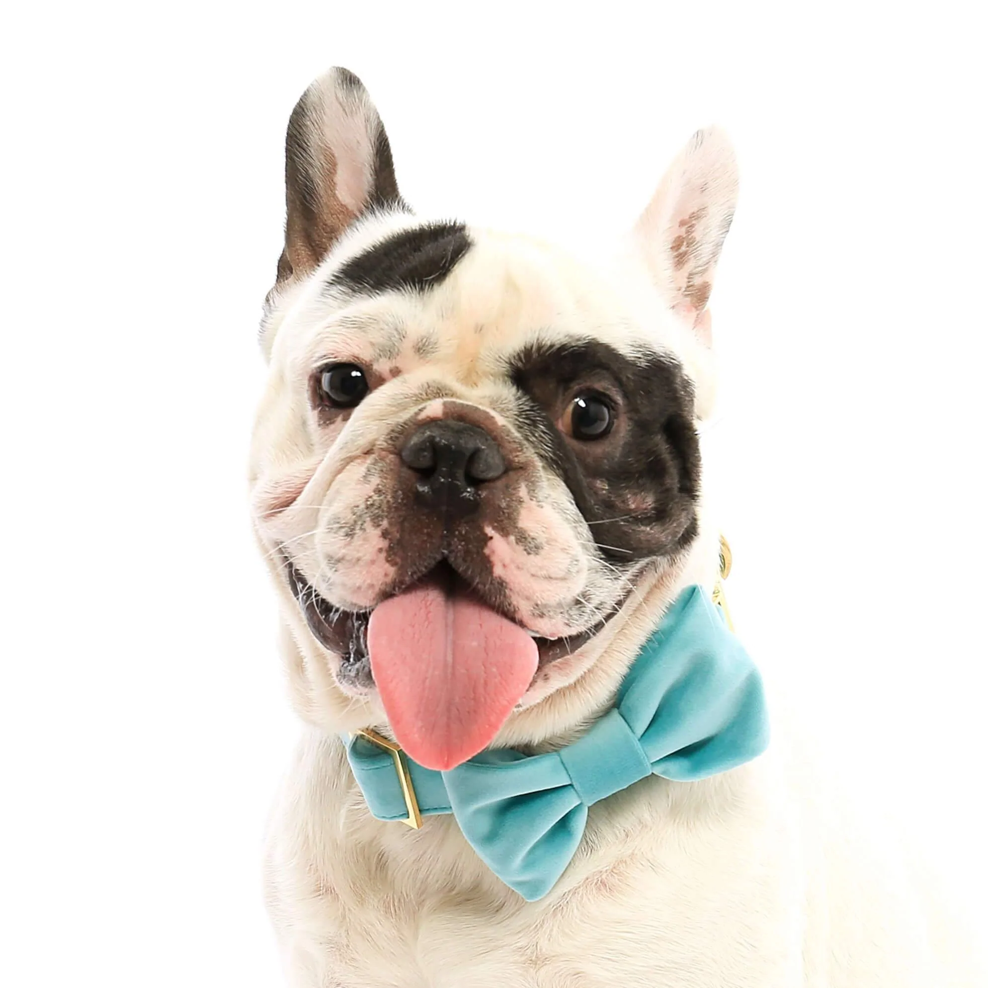 Robin’s Egg Velvet Dog Bow Tie - Image 4