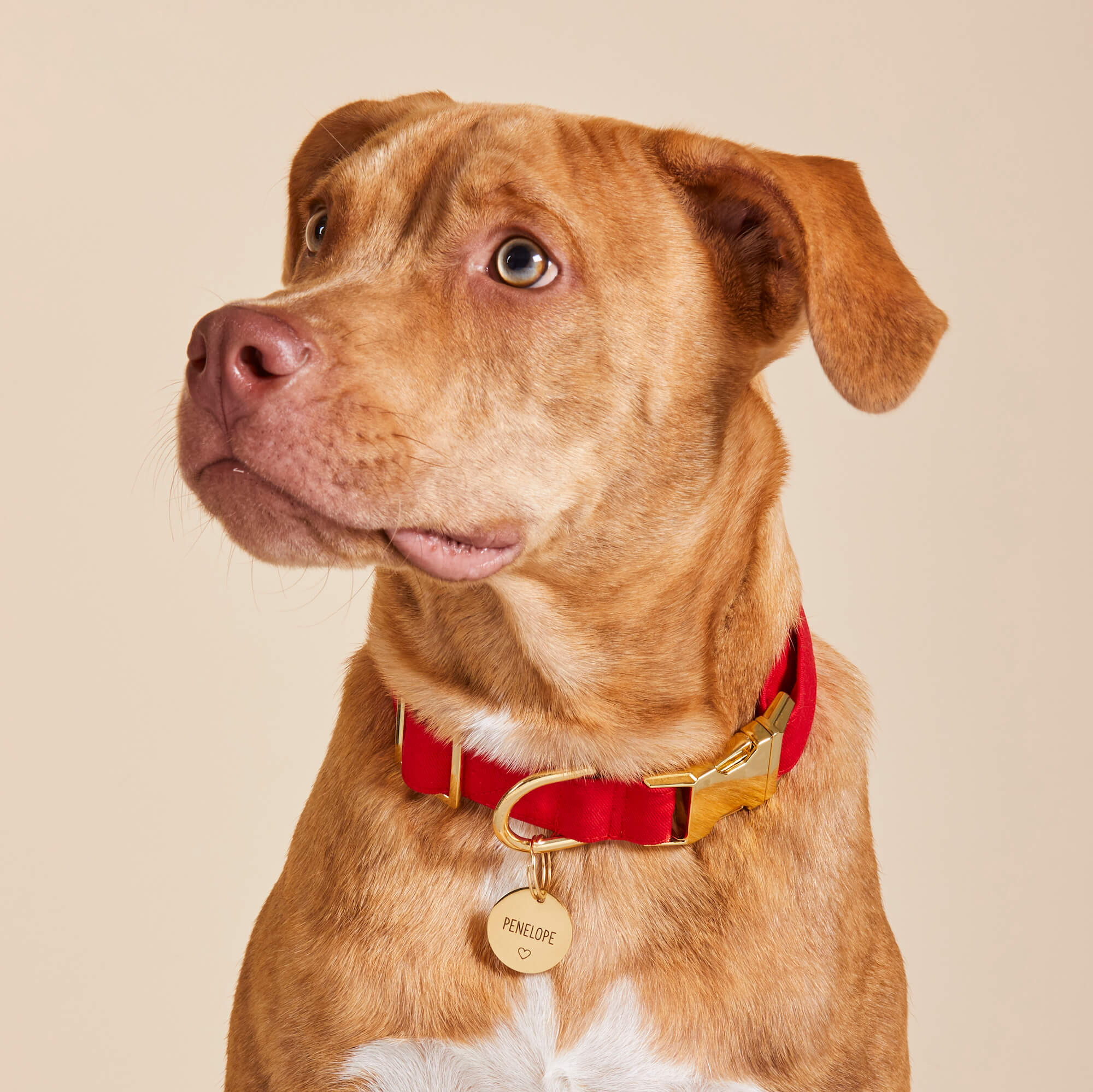 Ruby Collar Walk Set - Image 5