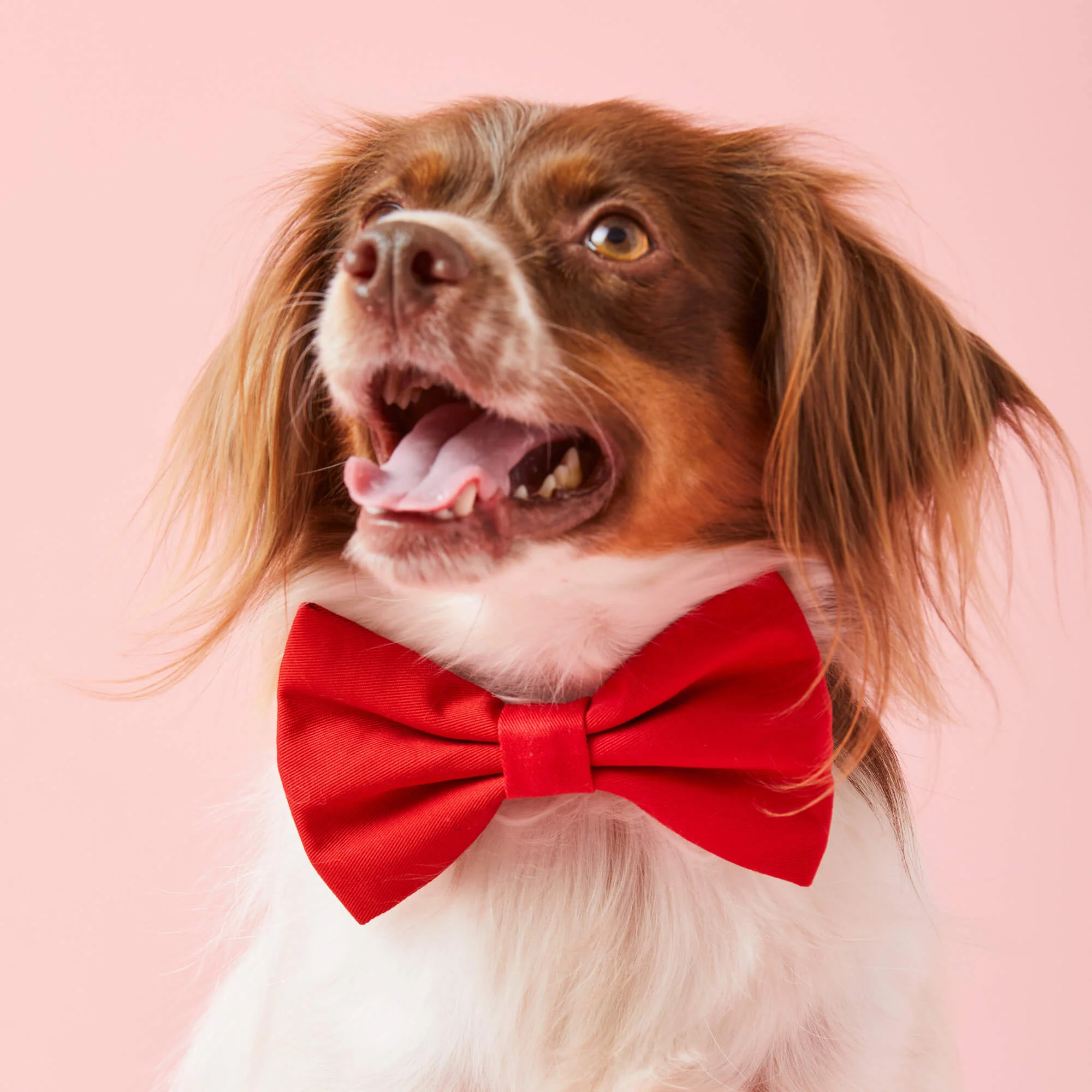 Ruby Dog Bow Tie - Image 3