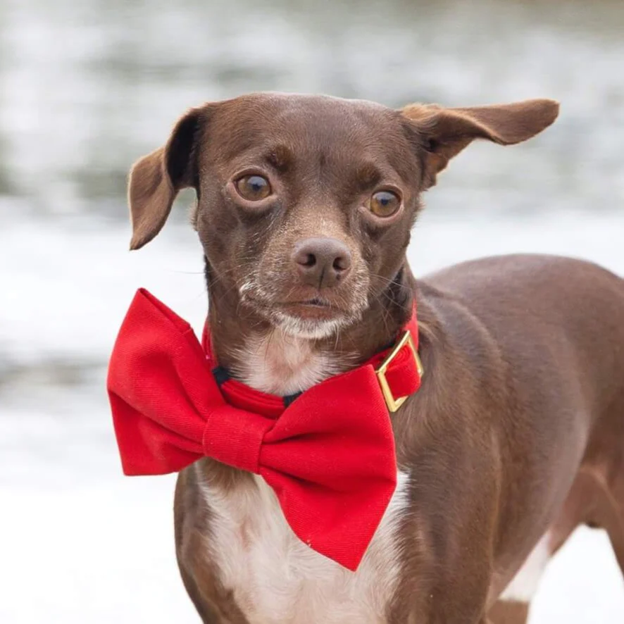 Ruby Dog Bow Tie - Image 5