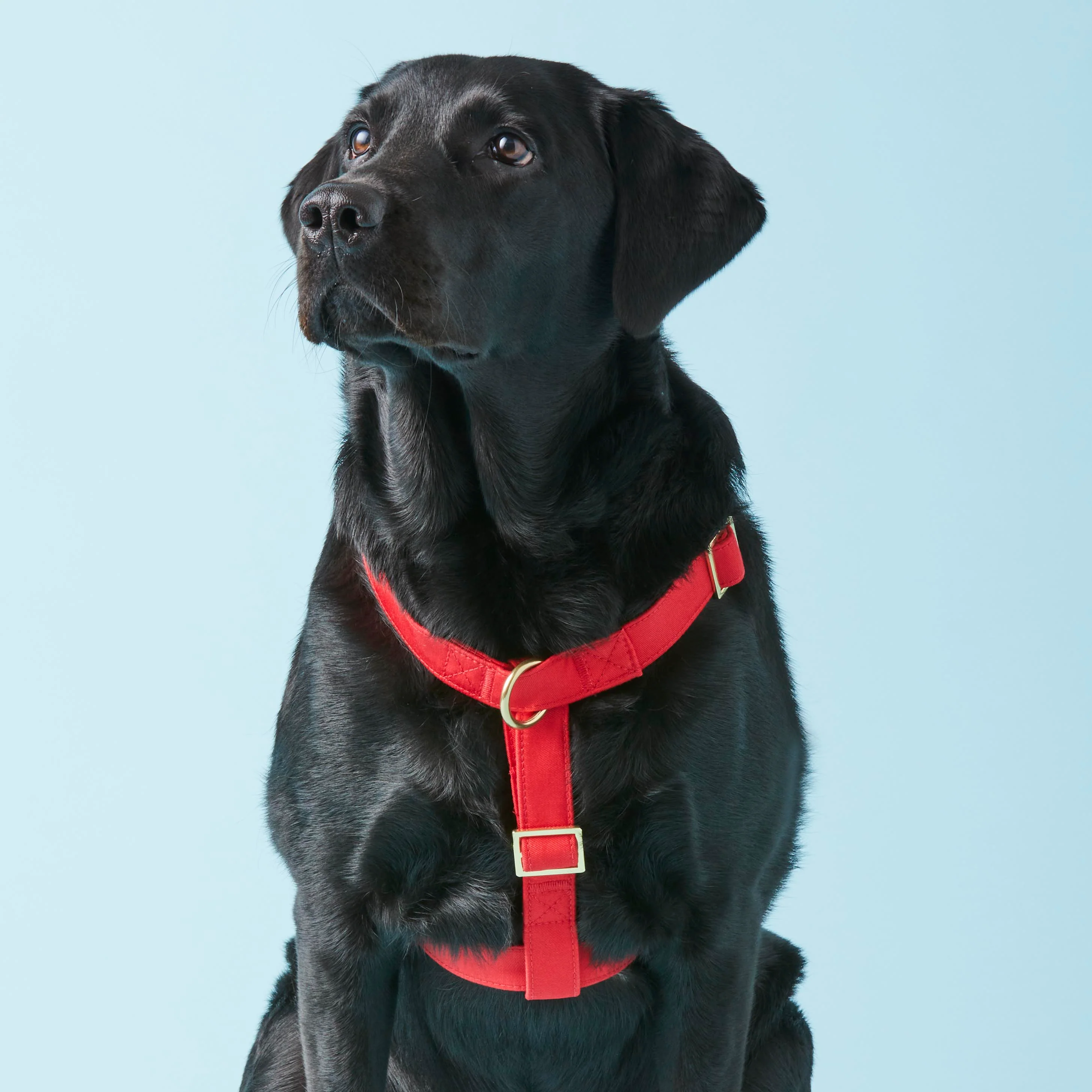 Ruby Dog Harness - Image 4