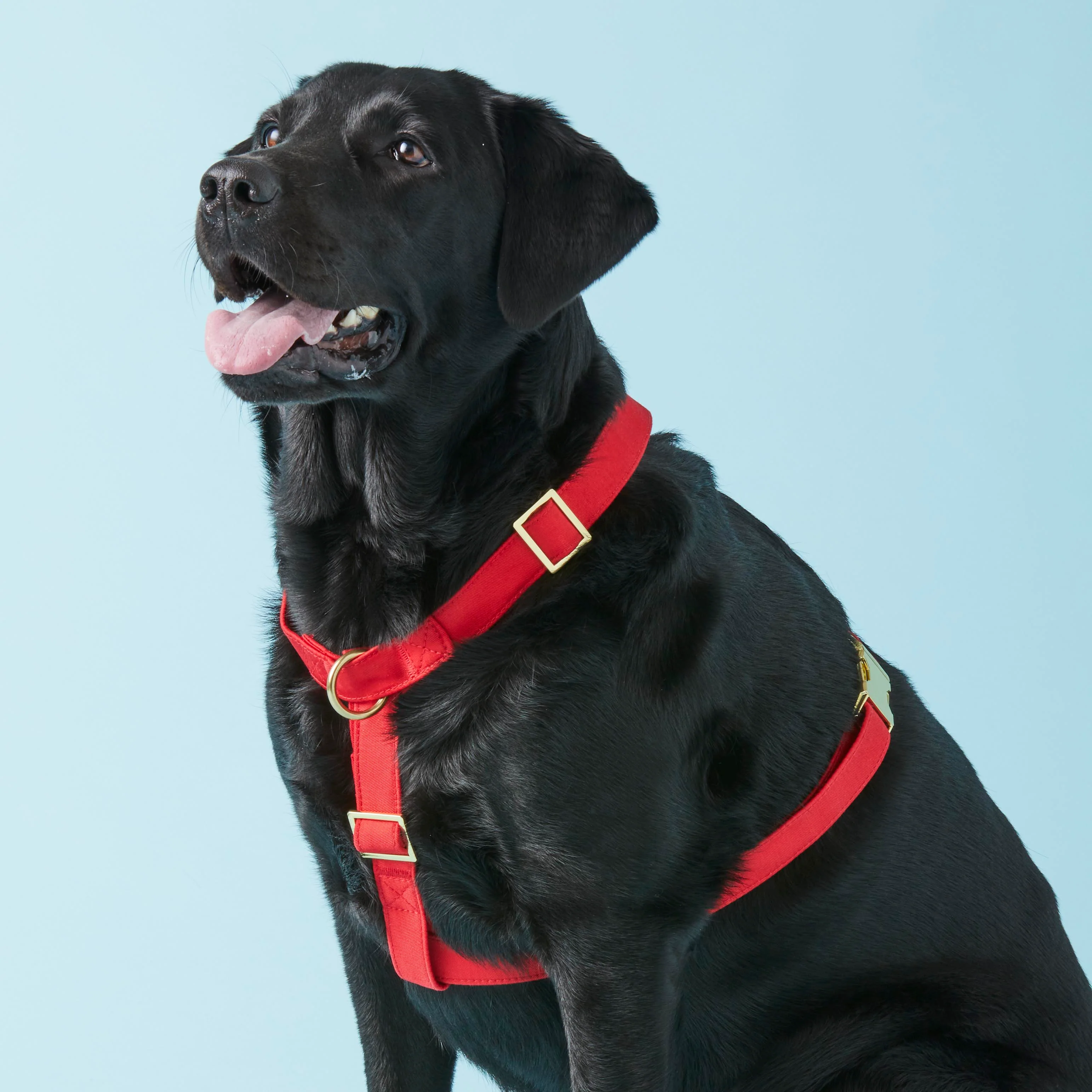 Ruby Dog Harness - Image 5