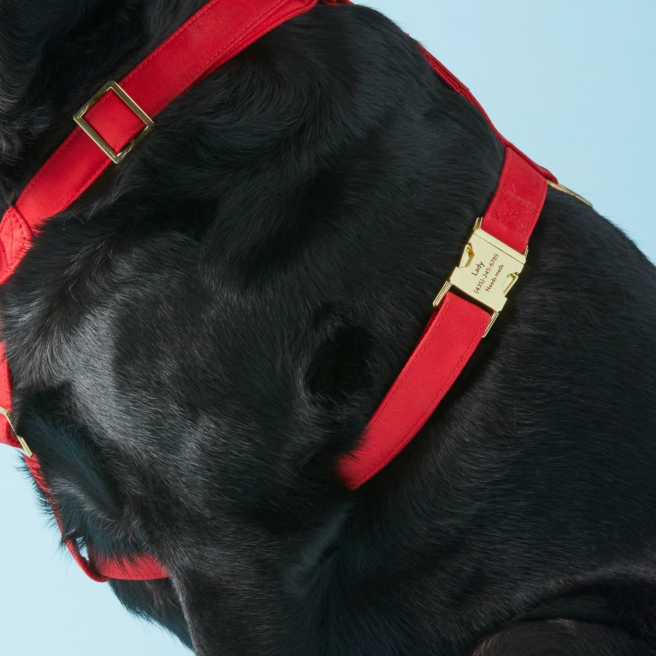 Ruby Dog Harness - Image 6
