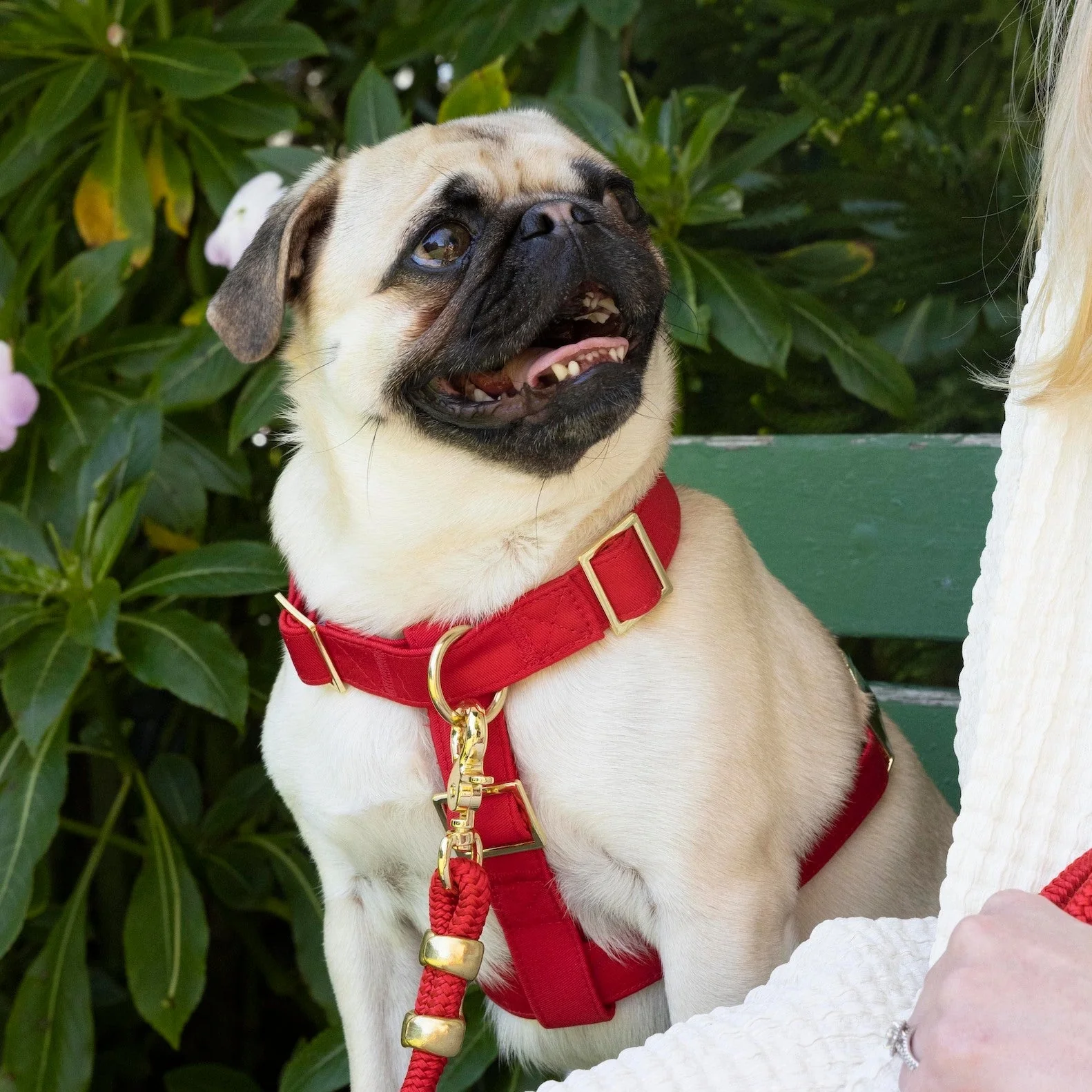 Ruby Dog Harness - Image 9