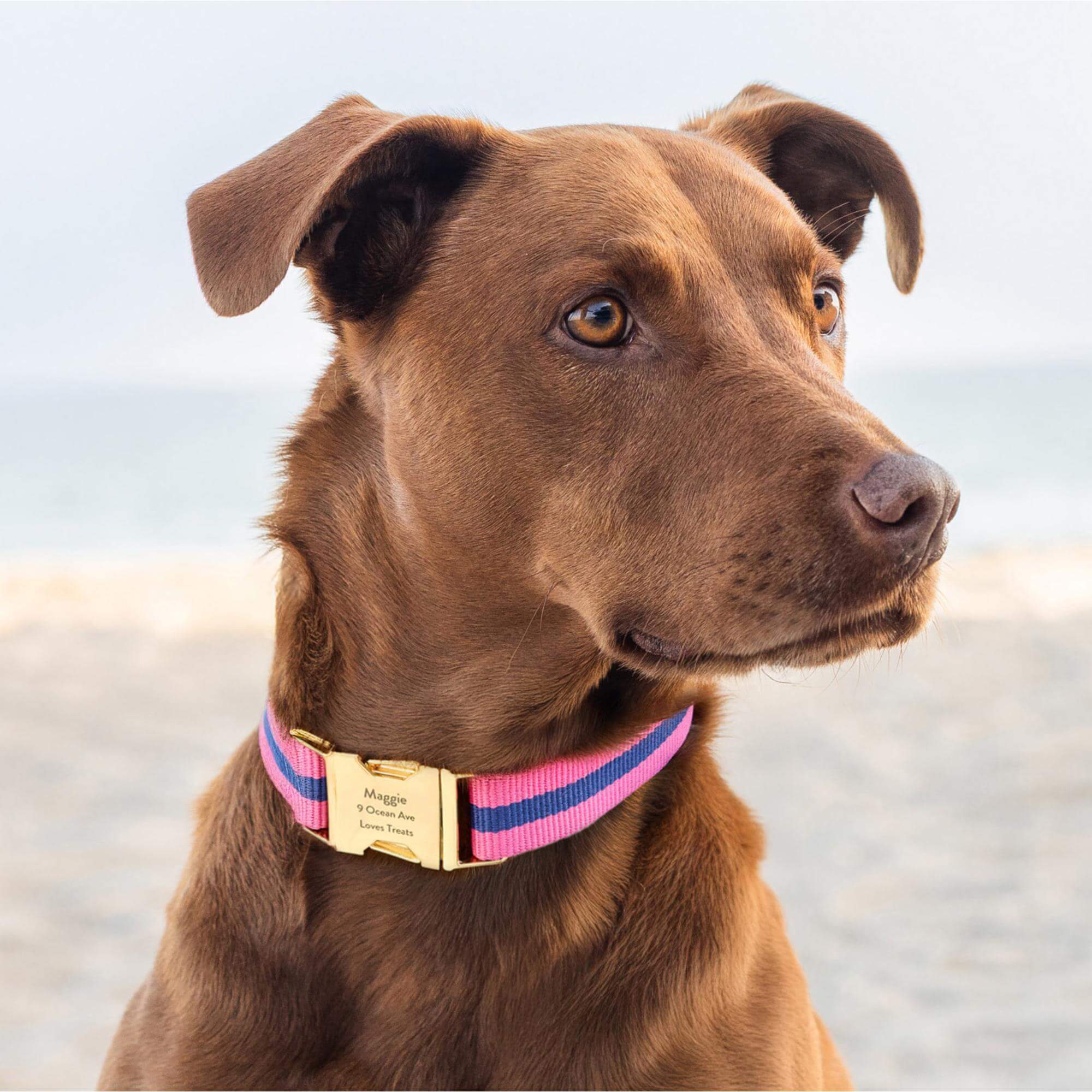 Sloane Striped Webbing Dog Collar - Image 6